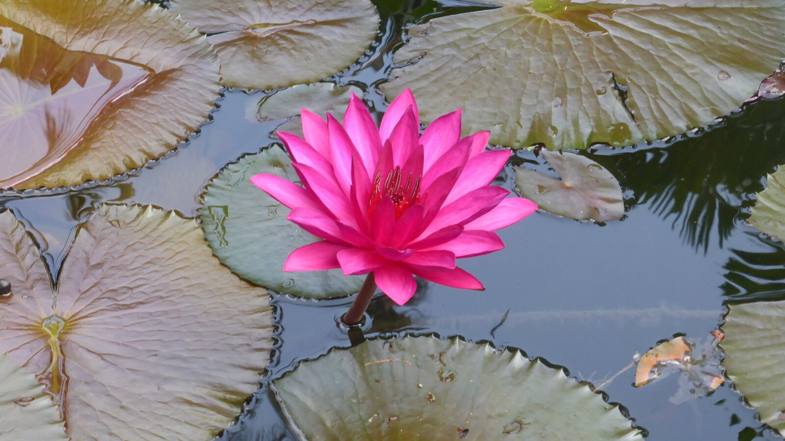 Panasonic DMC-TZ41 sample photo. Pond, water lily, flower photography