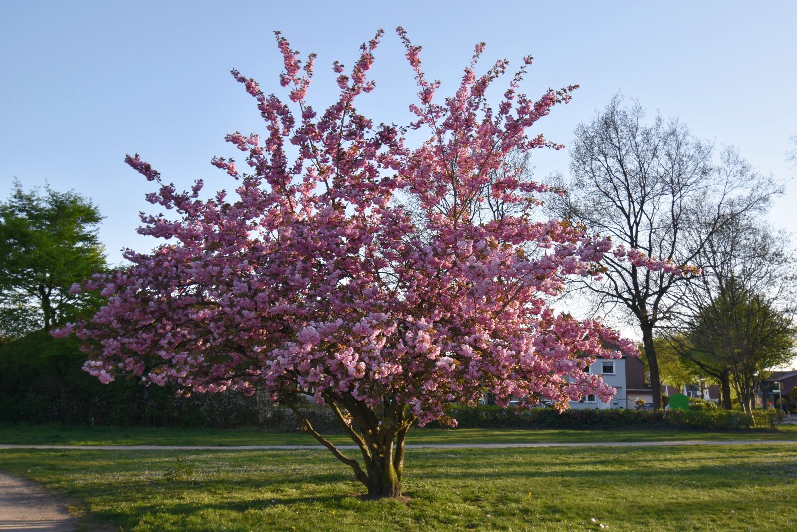 Nikon D5600 sample photo. Tree, pink flowers, filled photography