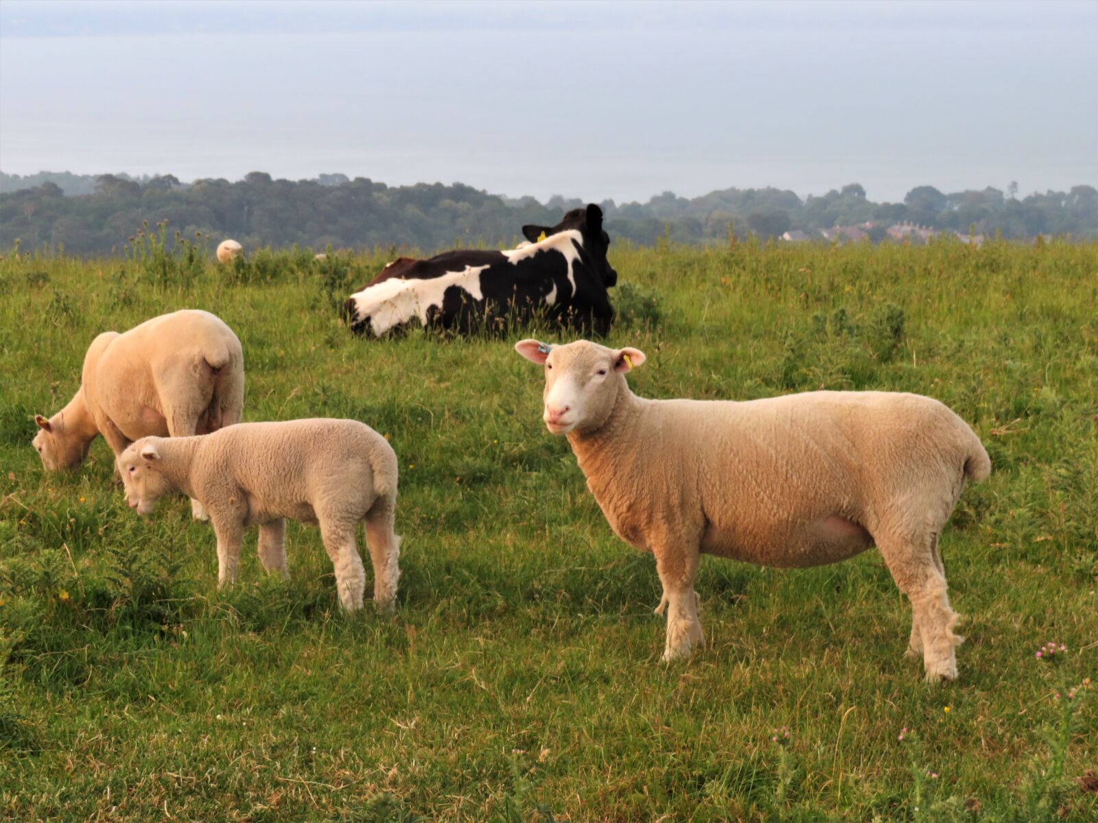Canon PowerShot SX540 HS sample photo. Sheep, lamb, cow photography