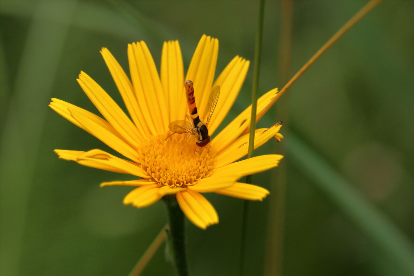 Canon EOS 80D sample photo. Hoverfly, flower, petals photography