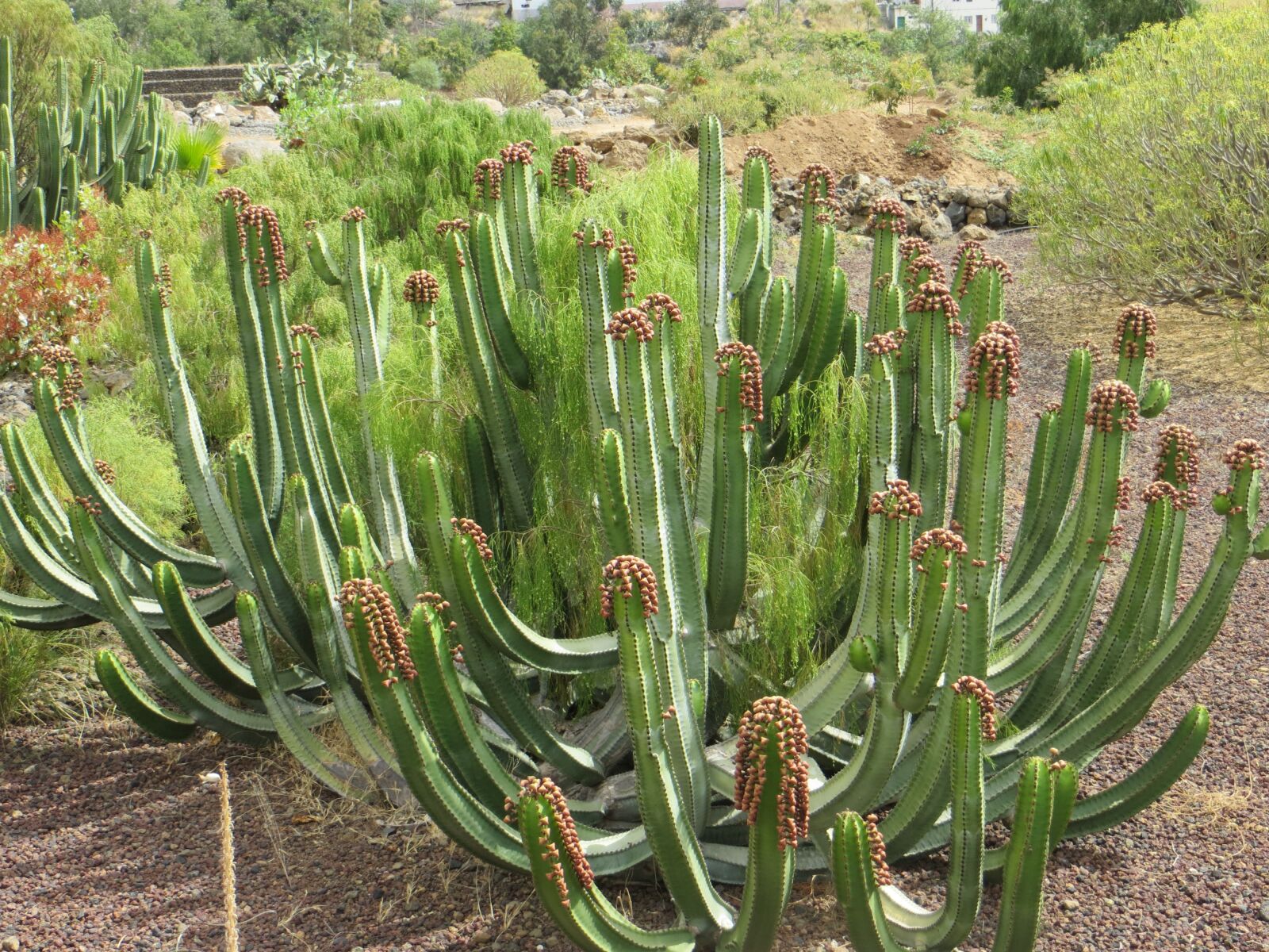 Canon PowerShot SX260 HS sample photo. Cactus, tenerife, canary islands photography