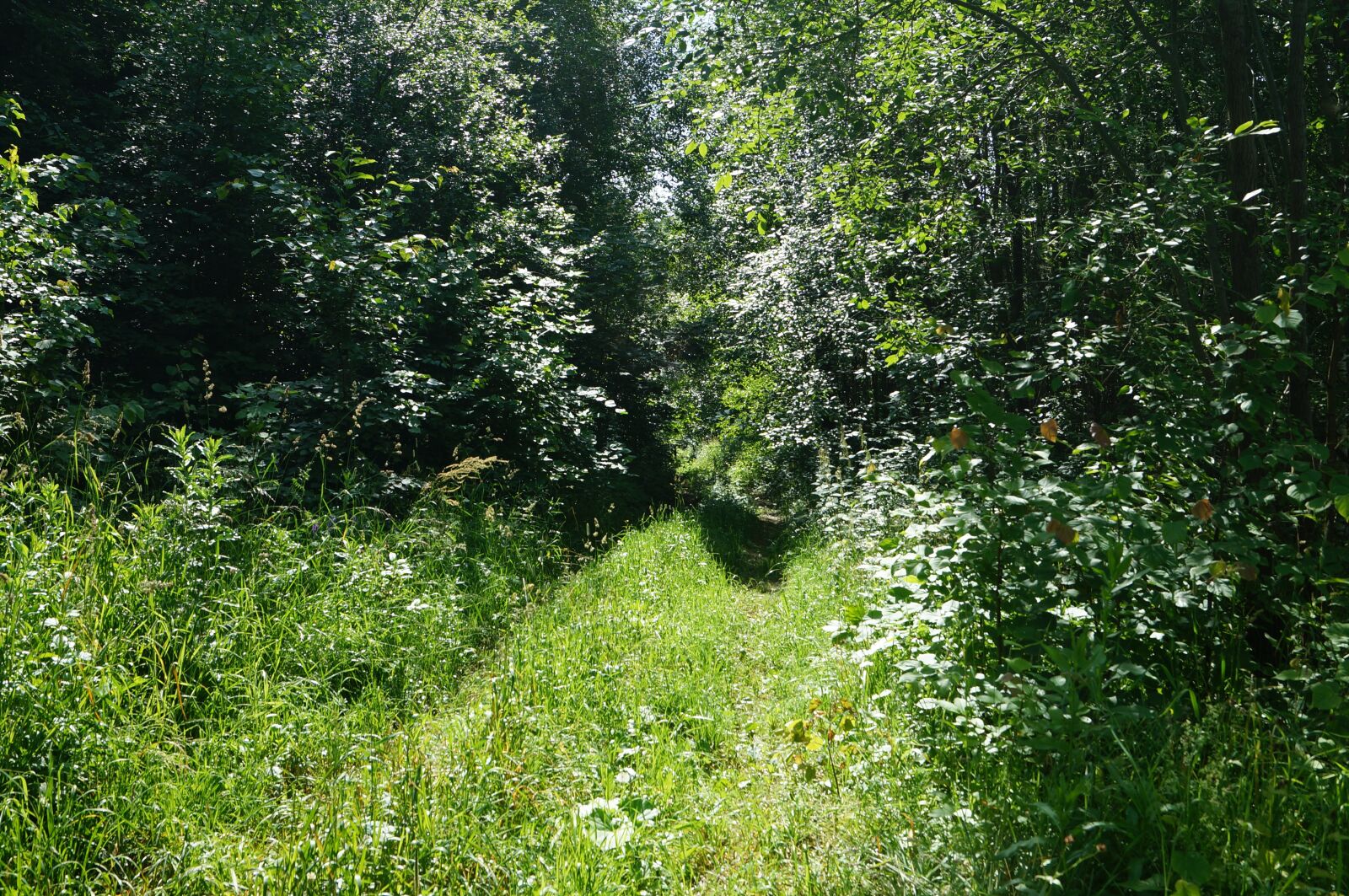 Sony SLT-A57 sample photo. Forest, silence, nature photography