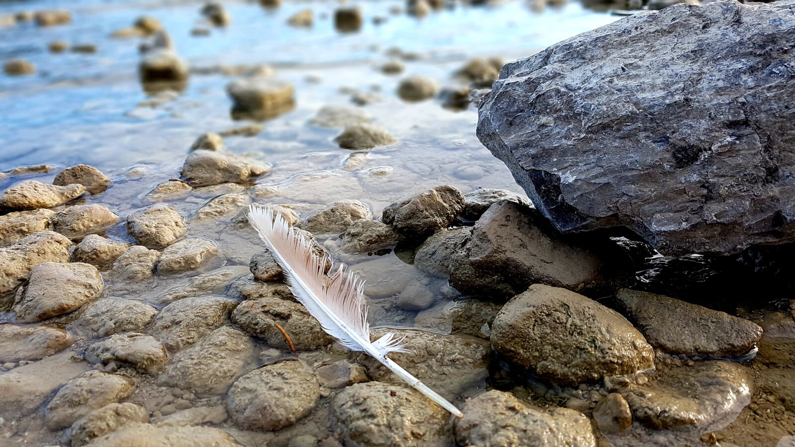 Samsung Galaxy S7 Edge sample photo. Feather, bird feather, lake photography