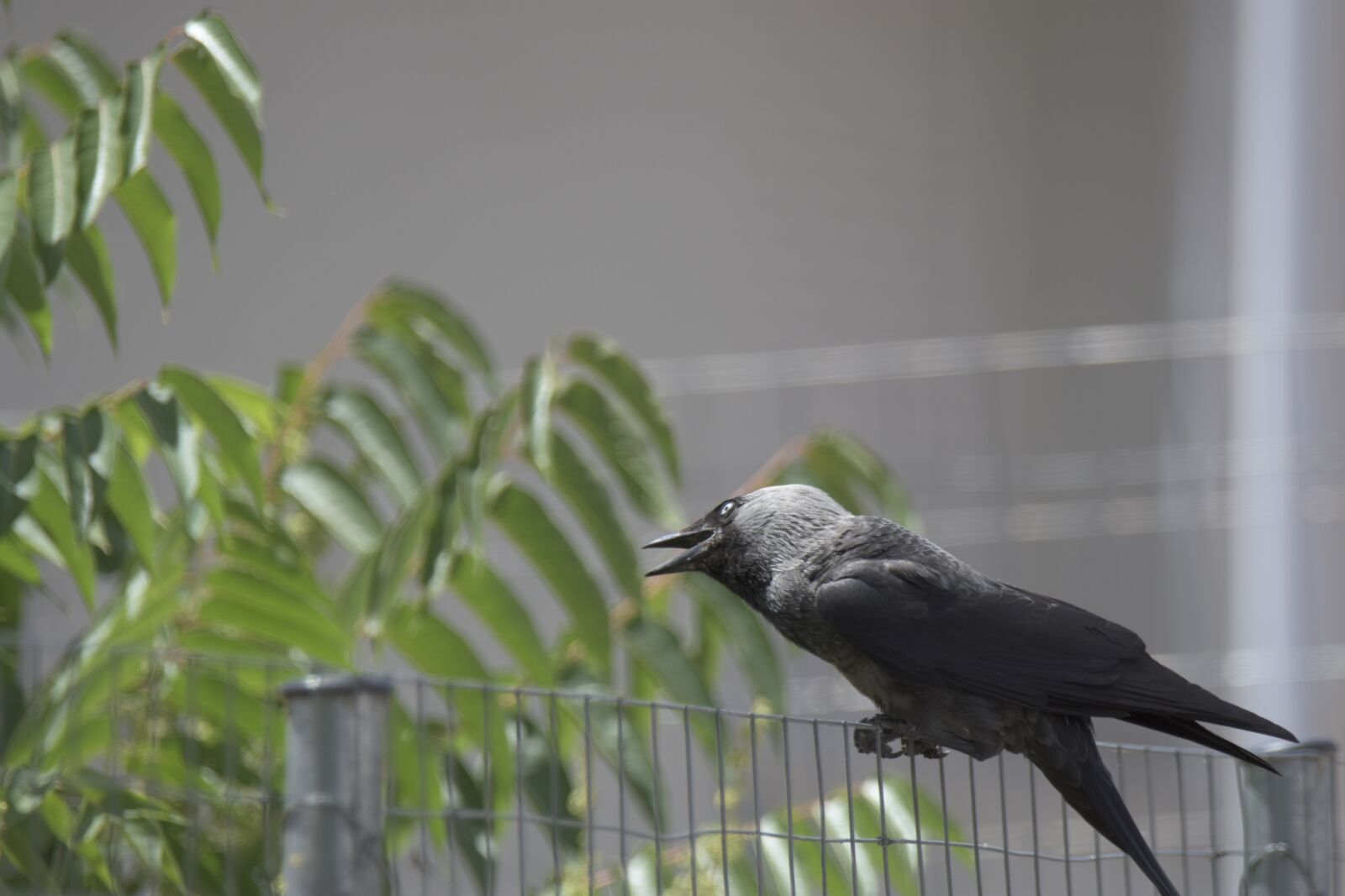 Nikon D7200 sample photo. Corvus cornix, play, bird photography