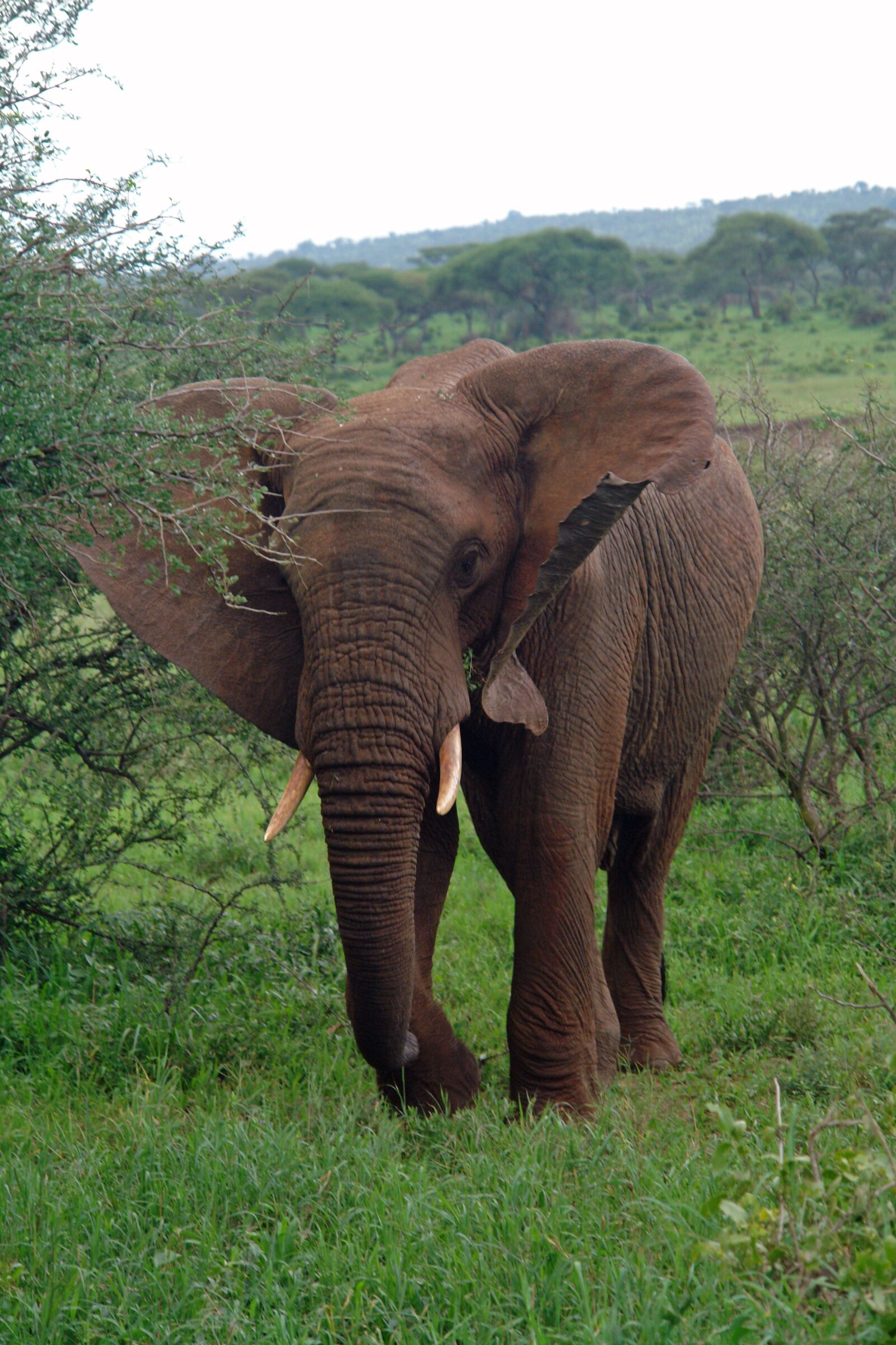 Sony DSC-R1 sample photo. Africa, tanzania, elephant photography