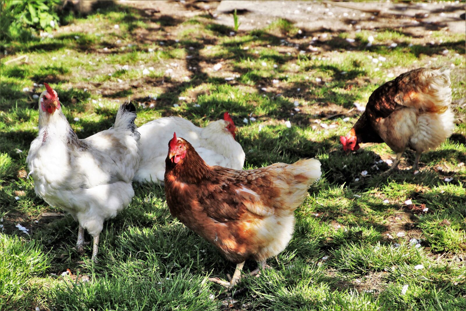Canon EOS 80D sample photo. Poultry, birds, farm photography