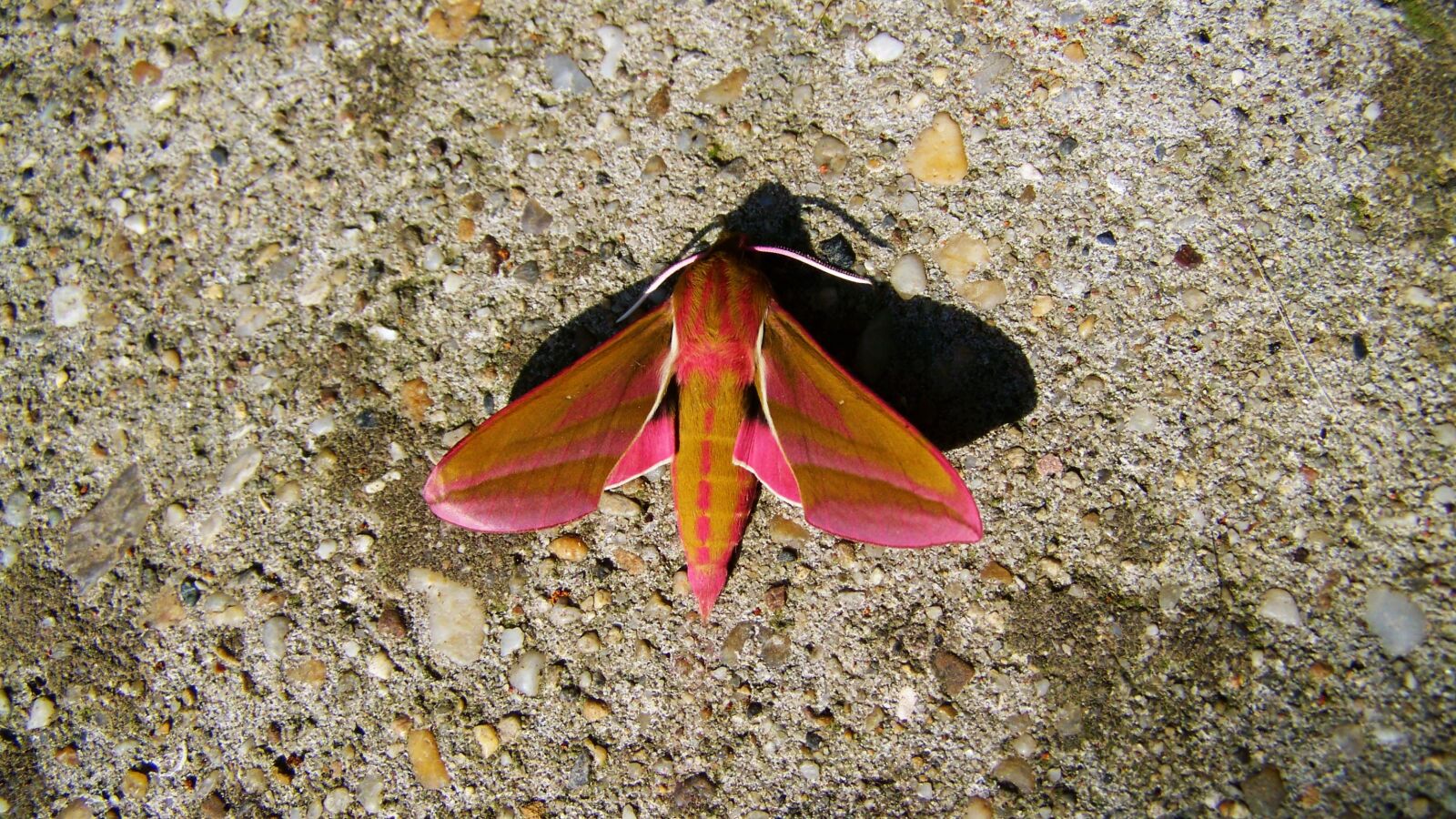Kodak EASYSHARE ZD710 ZOOM DIGITAL CAMERA sample photo. Butterfly slumber, insect, animal photography