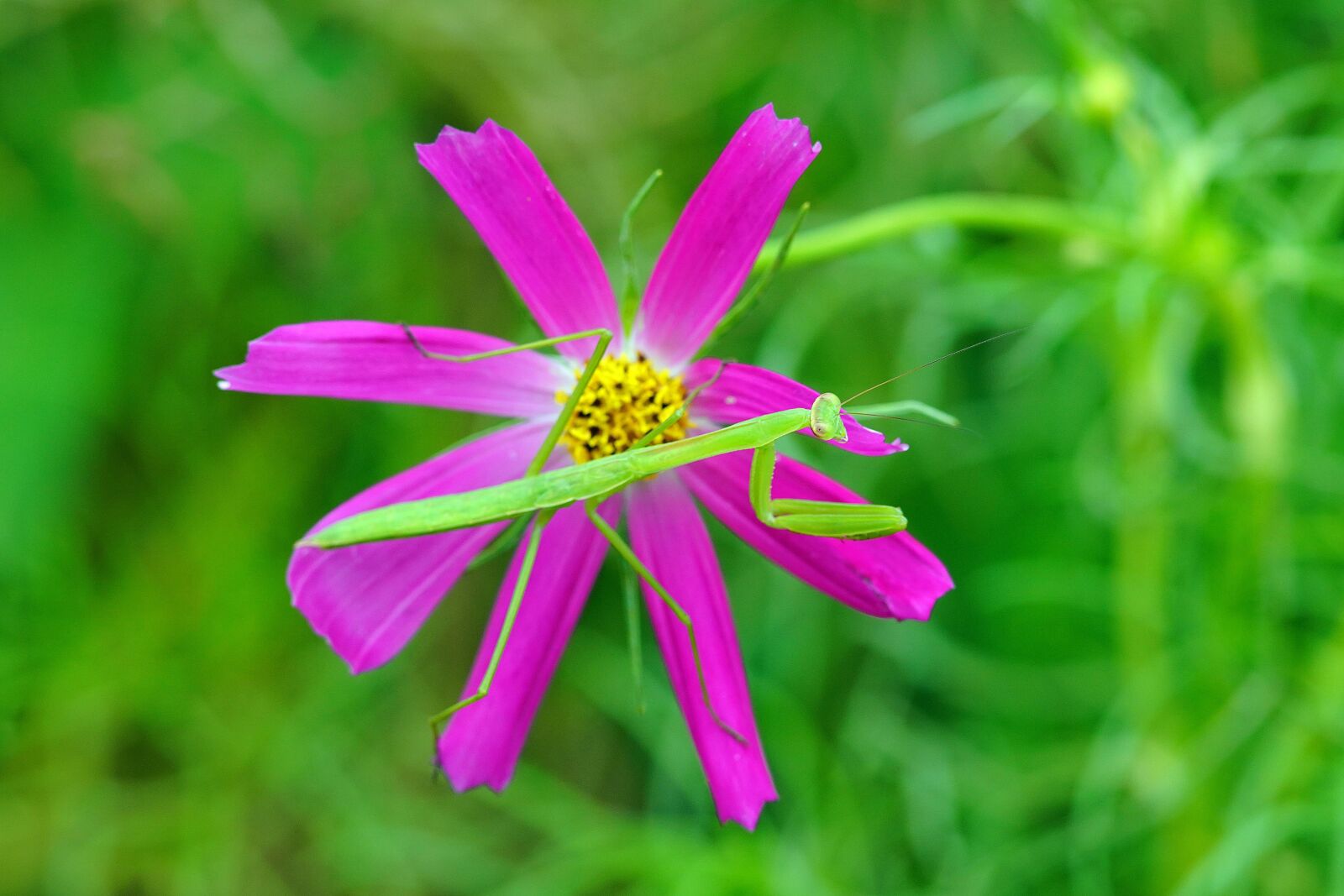 Sony DT 50mm F1.8 SAM sample photo. Mantis, flower, nature photography