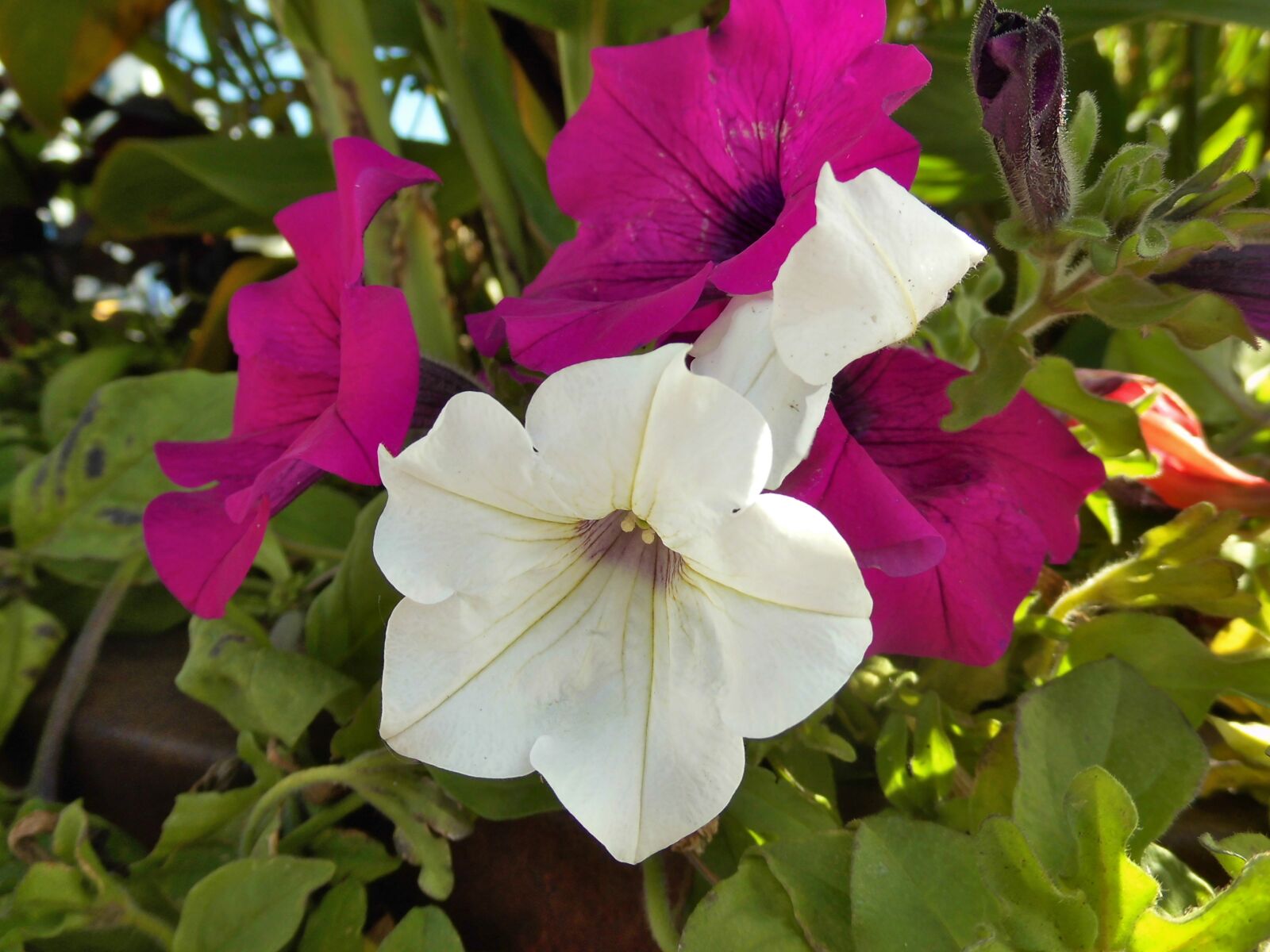 MEDION MD86824 sample photo. Petunia, flower, balcony plant photography