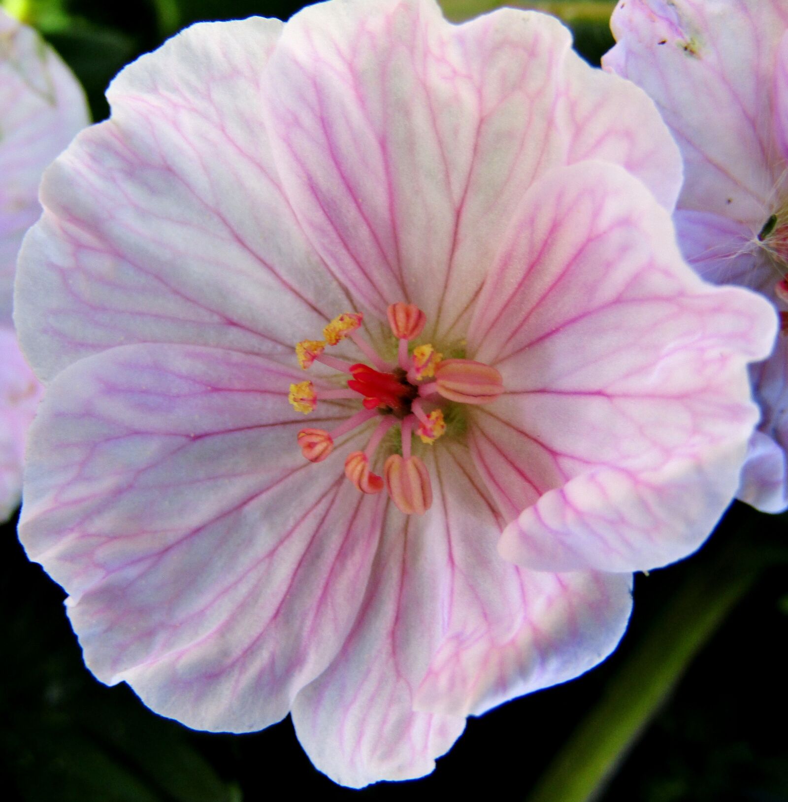 Canon POWERSHOT SX432 IS sample photo. Blood-geranium, striped blood-geranium, flower photography