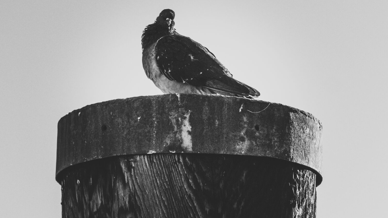 Canon EOS 650D (EOS Rebel T4i / EOS Kiss X6i) sample photo. City pigeon, lake constance photography