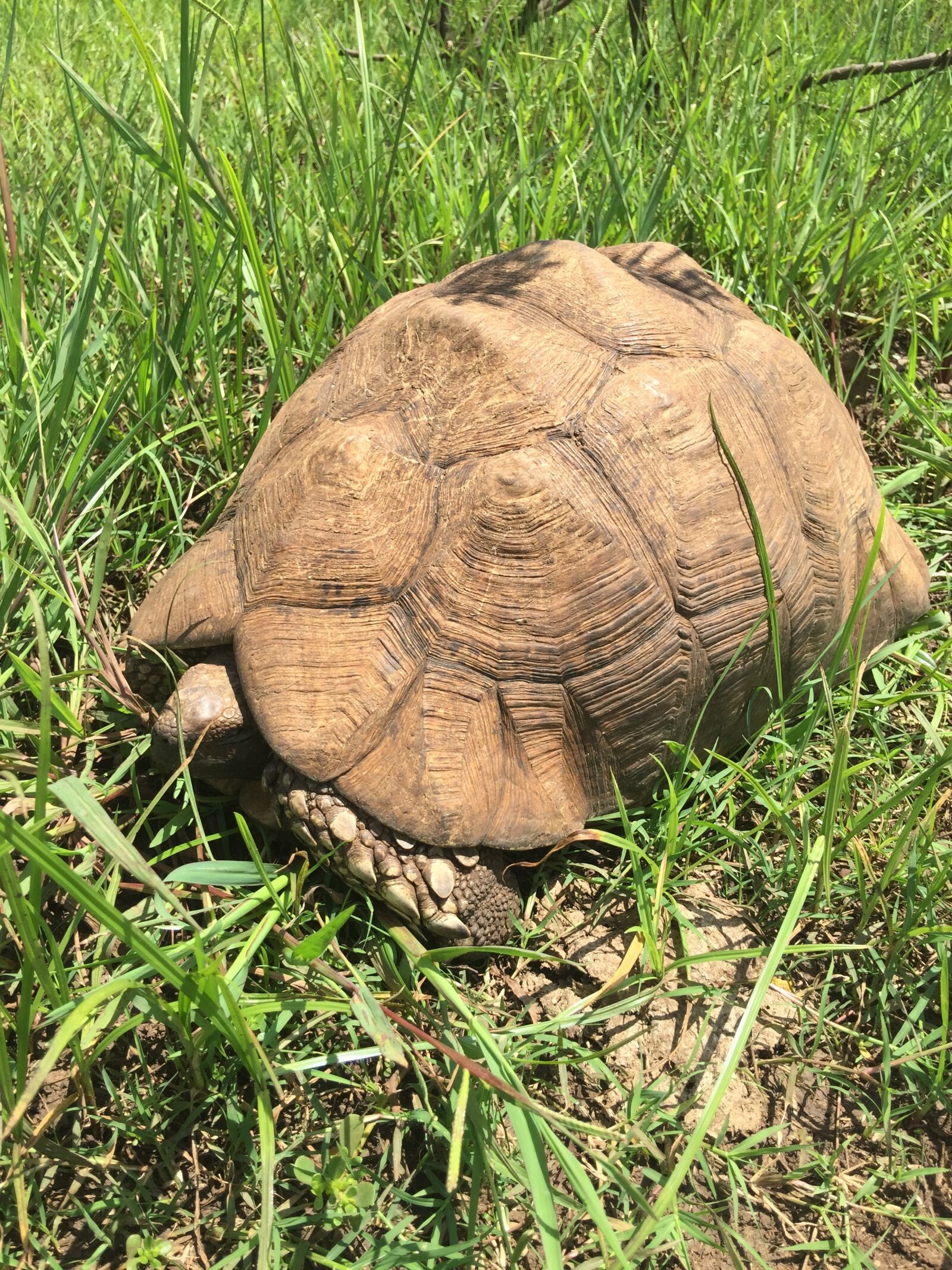 iPhone 6 Plus back camera 4.15mm f/2.2 sample photo. Kenya, tortoise, old photography