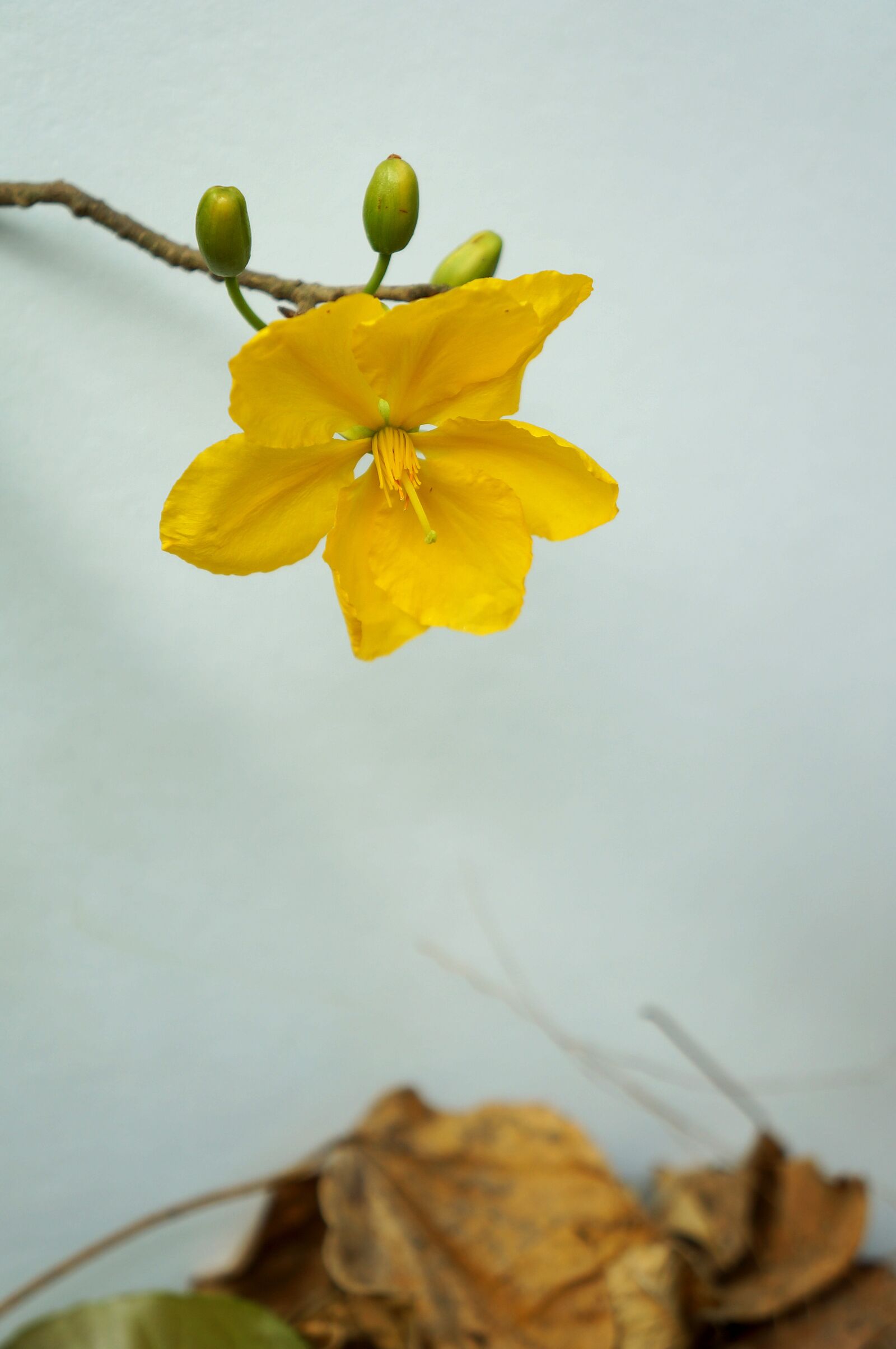 Sony Alpha NEX-F3 + Sony E 18-55mm F3.5-5.6 OSS sample photo. Leopard, yellow flowers, mai photography