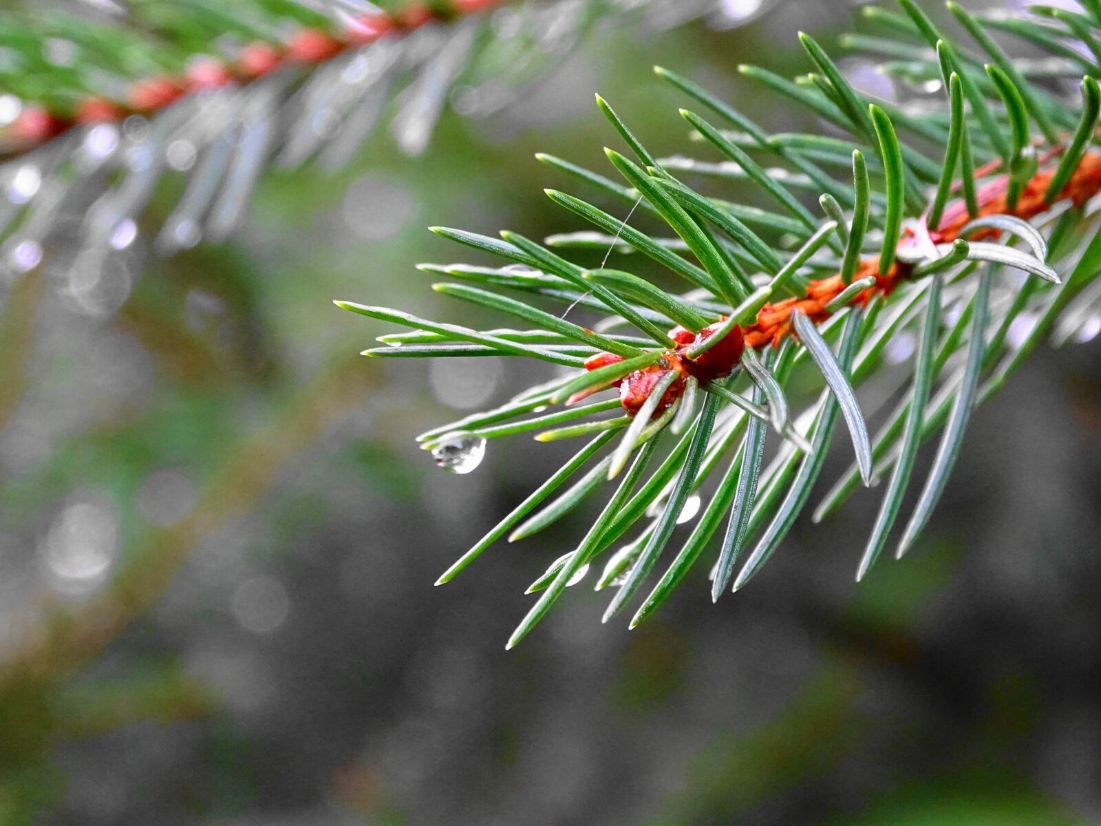 Sony Cyber-shot DSC-HX400V sample photo. Branch, conifer, drop of photography