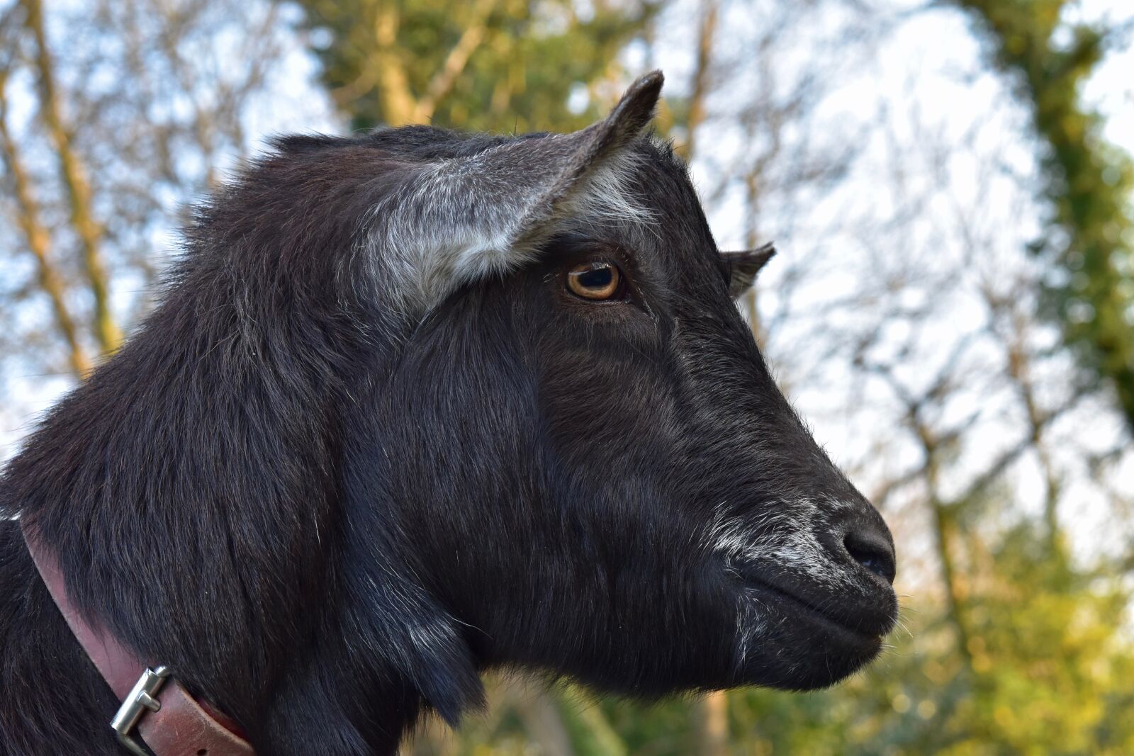 Nikon D5600 sample photo. Goat, goats, mammal photography