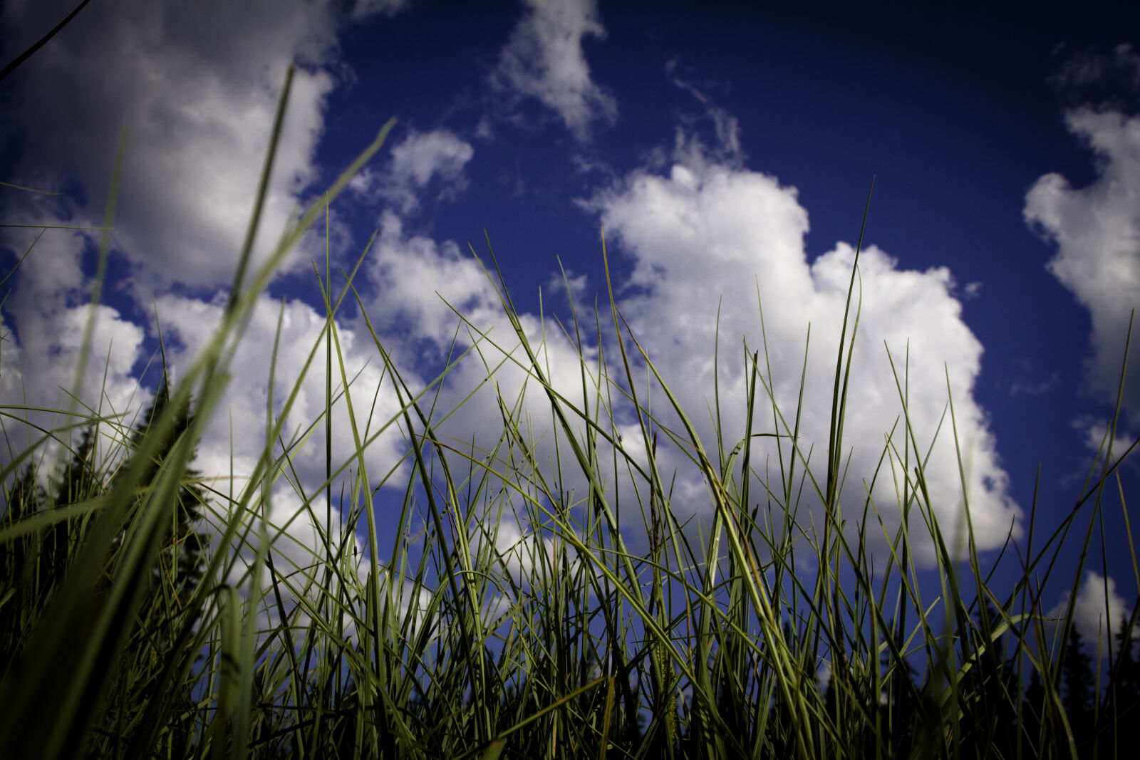 Sigma 24-70mm F2.8 EX DG Macro sample photo. Clouds, grass, nature, straw photography