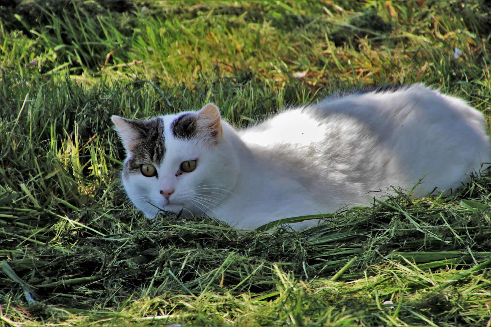Canon EOS 80D sample photo. Cat, spring, field photography