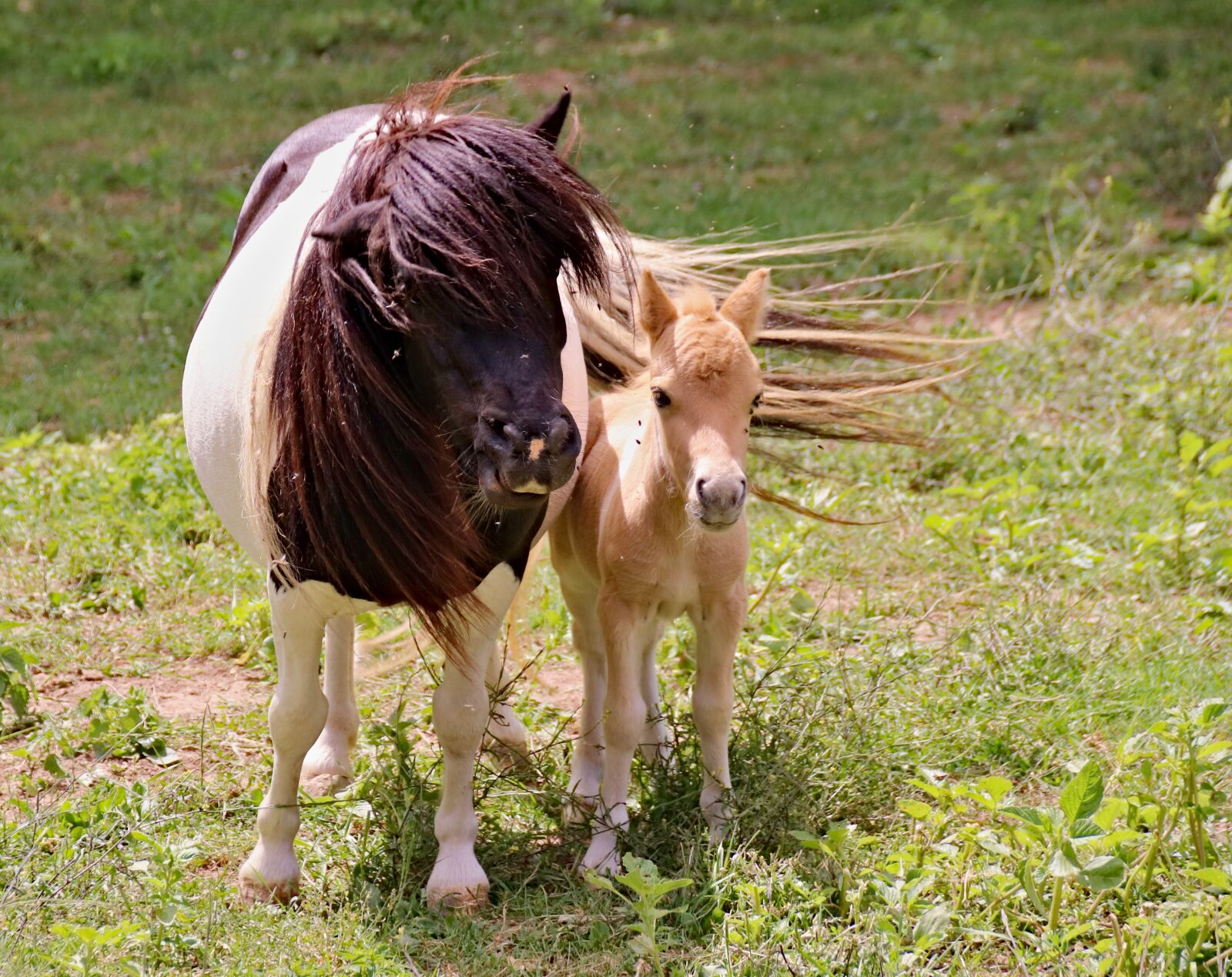 Canon EOS 77D (EOS 9000D / EOS 770D) sample photo. Ponies, a pair of photography