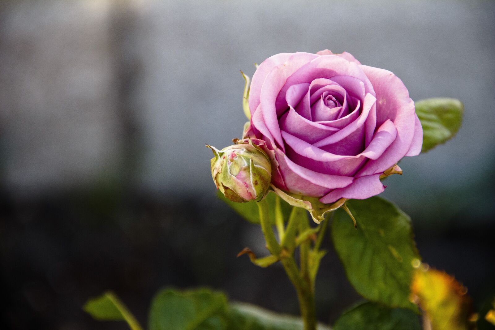 Canon EOS 650D (EOS Rebel T4i / EOS Kiss X6i) sample photo. Rose, purple, tender rose photography