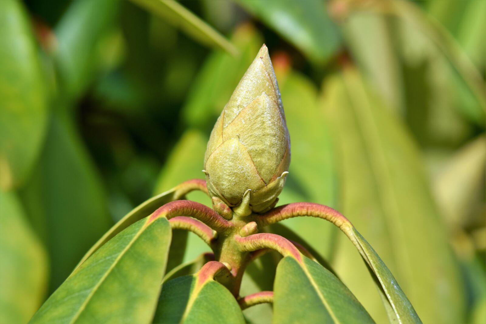 Nikon D7200 sample photo. Rhododendron, rhododedron buds, pink photography