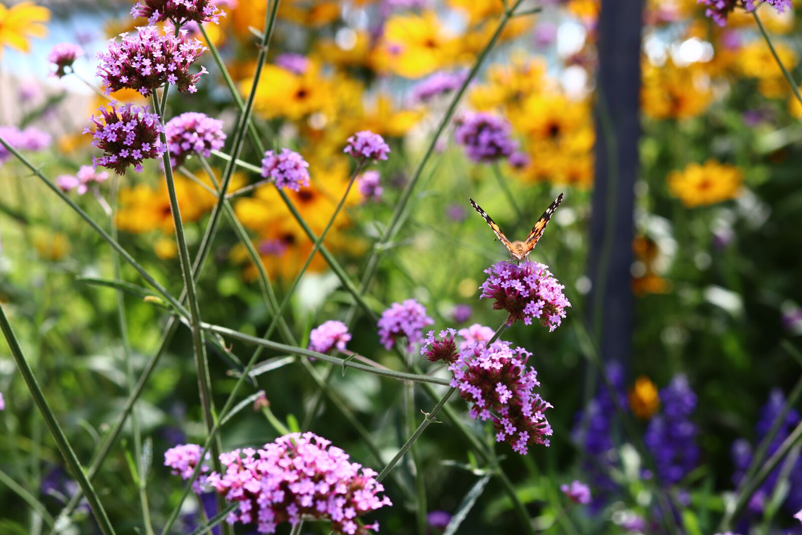 Canon EOS M50 (EOS Kiss M) sample photo. Summer, meadow, insect photography