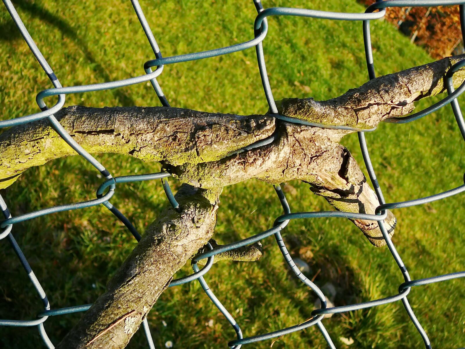 Panasonic DMC-TZ1 sample photo. Branch, fence, nature photography