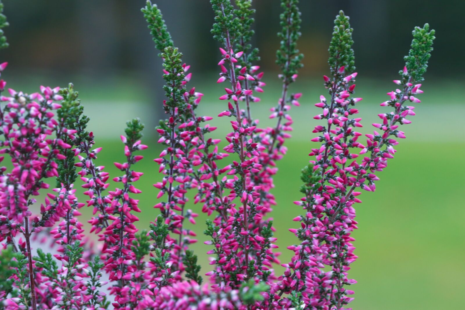 Canon EOS 7D Mark II sample photo. Heather, plant, autumn photography