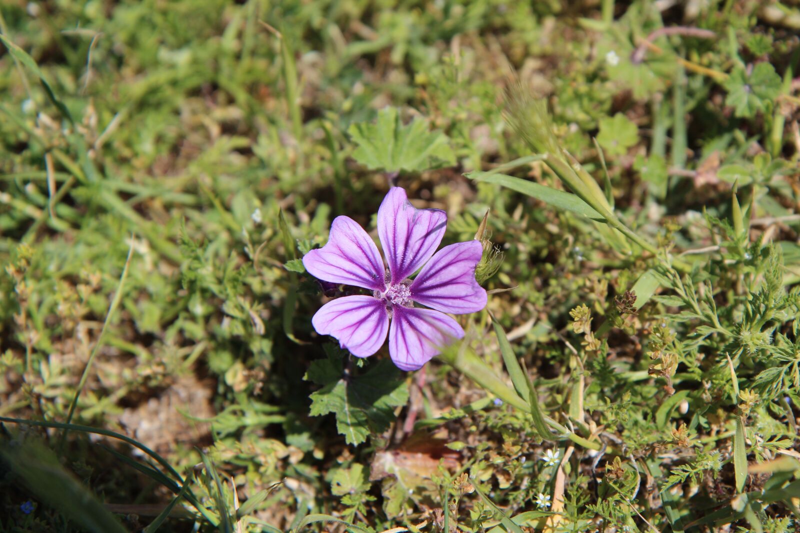 Canon EOS 600D (Rebel EOS T3i / EOS Kiss X5) sample photo. Wild plant, nature, flower photography