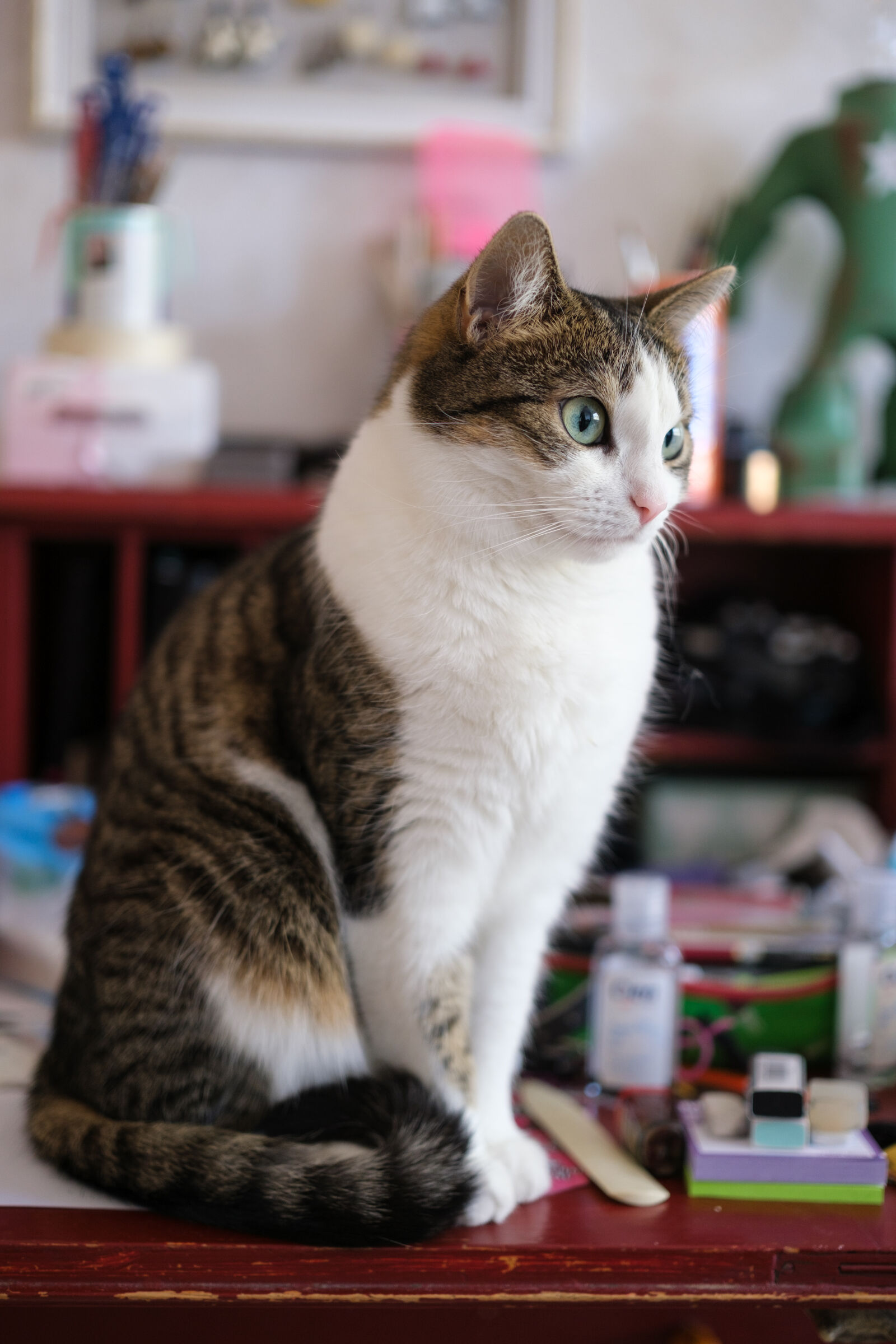 Fujifilm XF 33mm F1.4 R LM WR sample photo. Cat waiting game photography