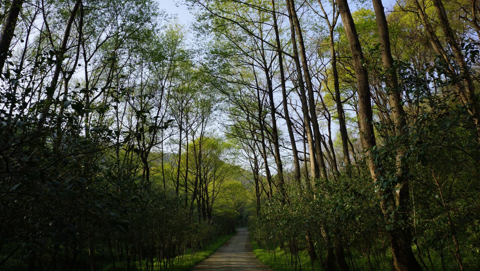 Sony Alpha NEX-7 sample photo. Forest, natural, green plants photography