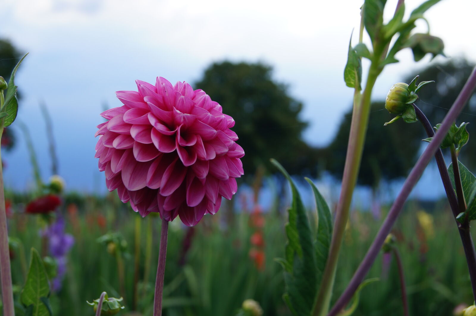 Sony DT 18-55mm F3.5-5.6 SAM sample photo. Beautiful, flower, beautiful, flowers photography