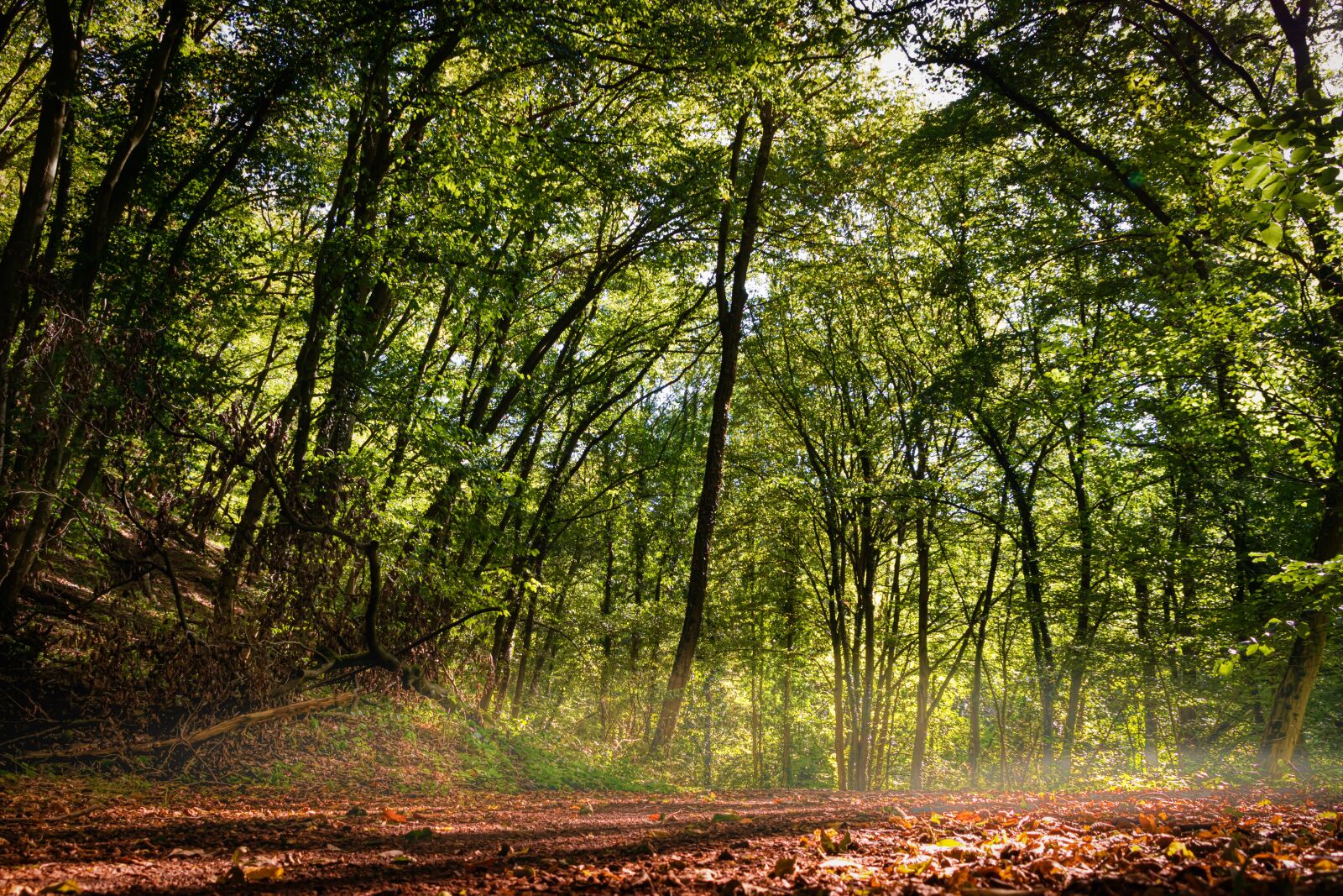 Canon EOS 80D sample photo. Forest, summer, haze photography