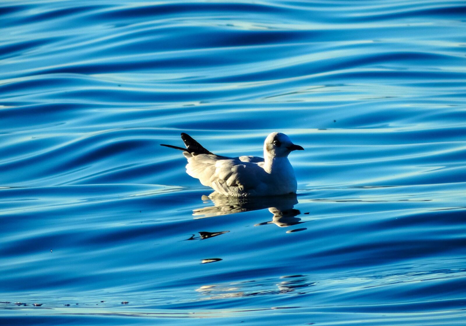Nikon Coolpix P520 sample photo. Birds, duck, water photography