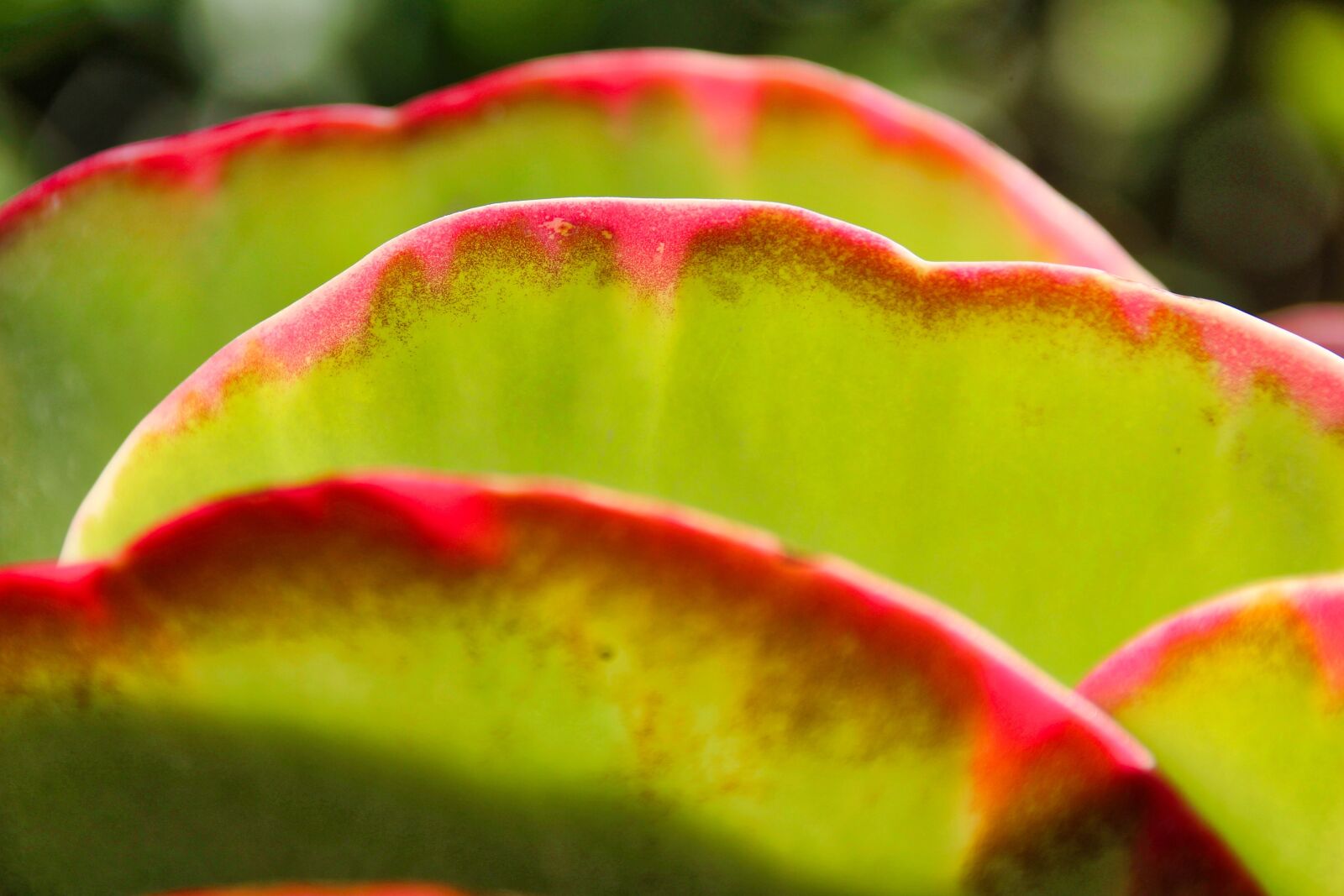 Canon EOS 1200D (EOS Rebel T5 / EOS Kiss X70 / EOS Hi) sample photo. Leaf, tropical, color photography