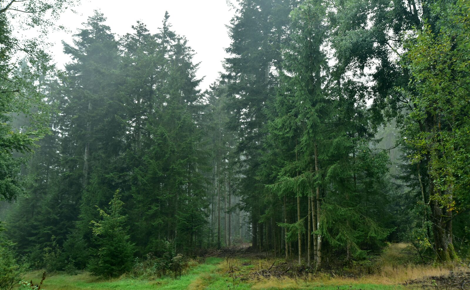 Nikon D750 sample photo. Forest, autumn, nature photography