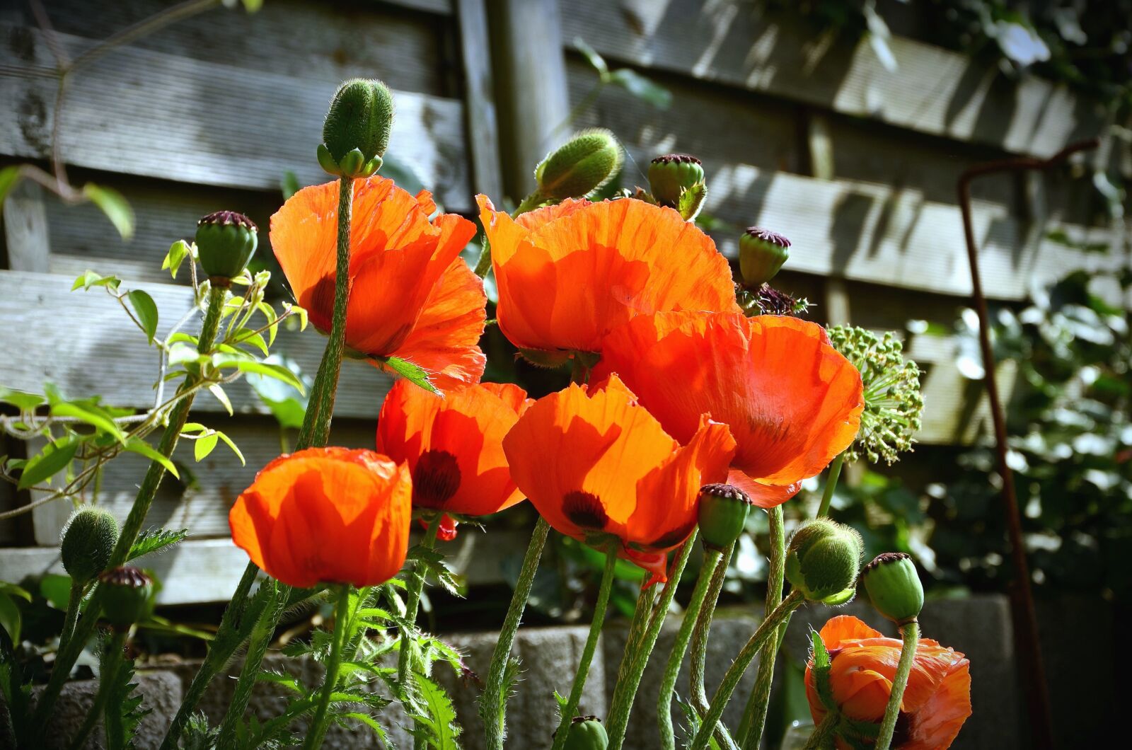 Nikon D5100 sample photo. Poppy, flower, plant, stem photography
