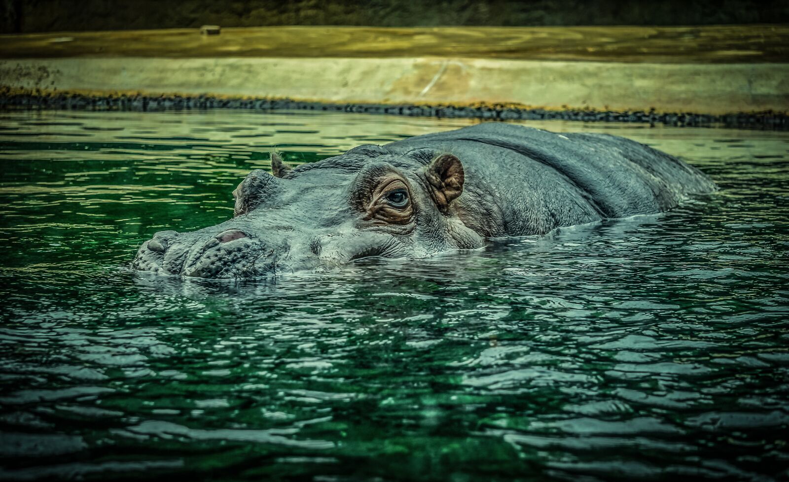 Sony E 55-210mm F4.5-6.3 OSS sample photo. Hippo, hippopotamus, water photography
