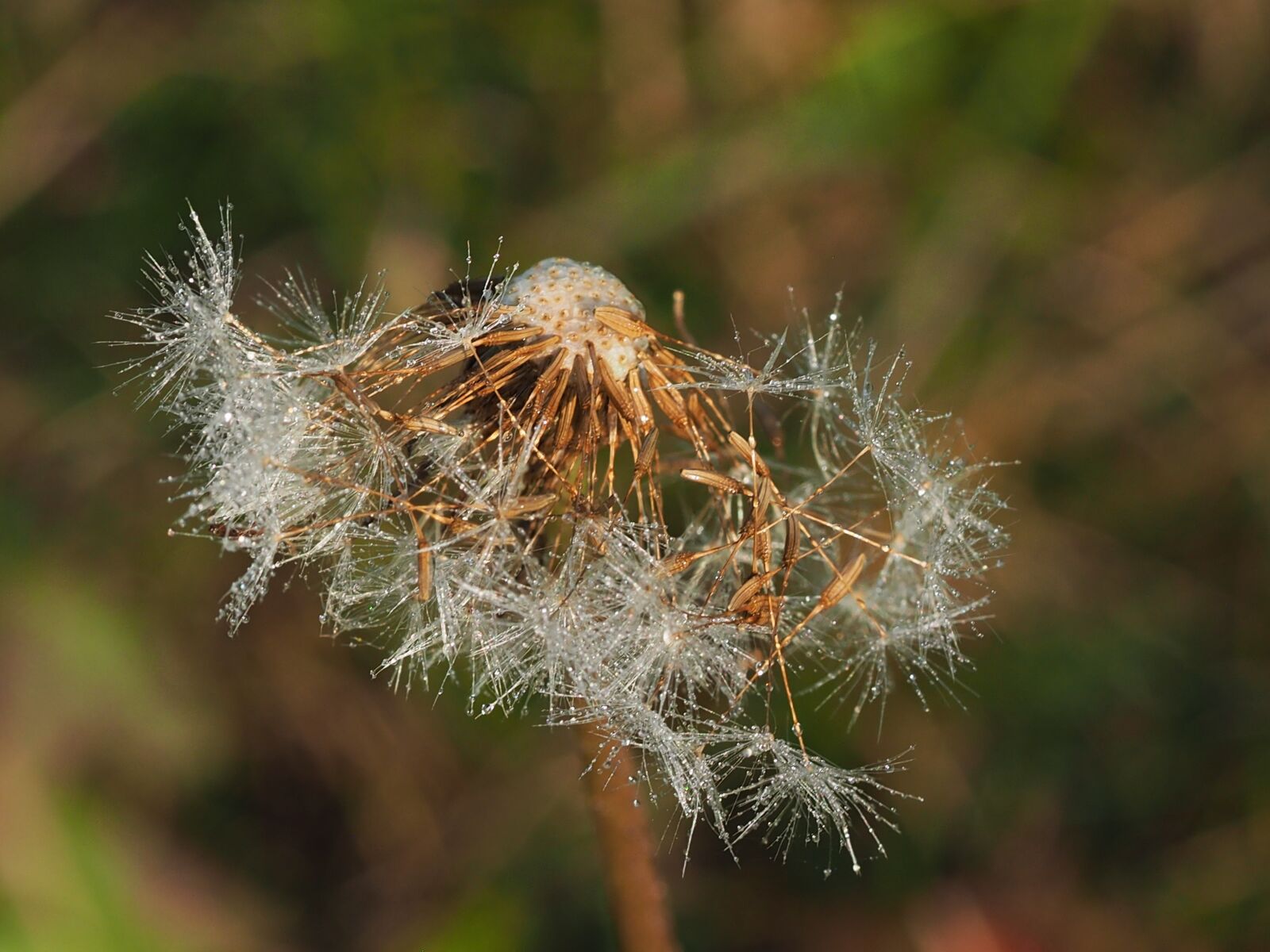 Olympus M.Zuiko Digital ED 60mm F2.8 Macro sample photo. Dewy, dandelion, faded photography