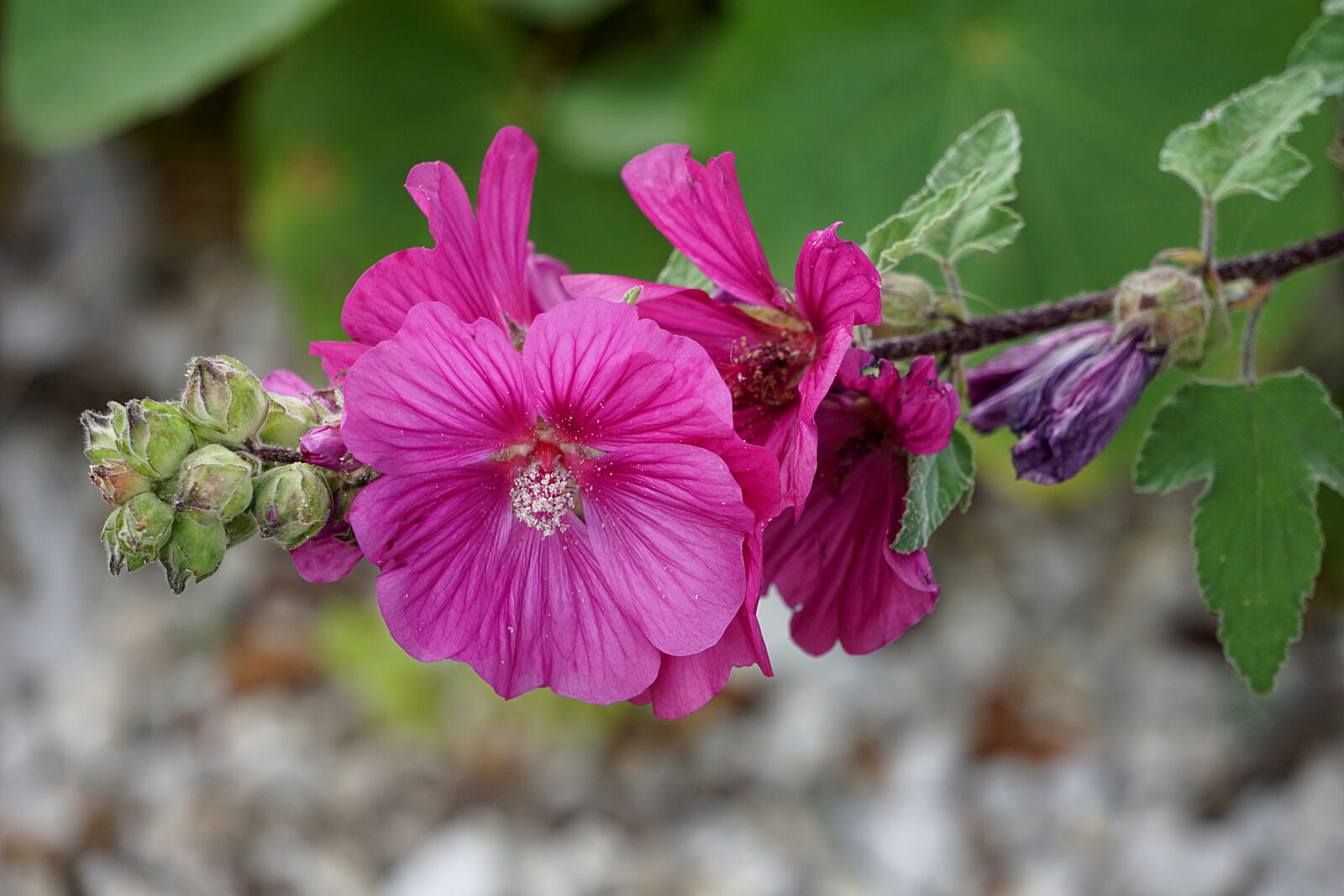 Sony a6000 sample photo. Botanique, floraison, flore, jardin photography