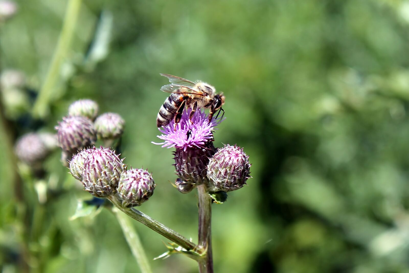 Canon EOS 1100D (EOS Rebel T3 / EOS Kiss X50) sample photo. Thistle, flowers, bee photography