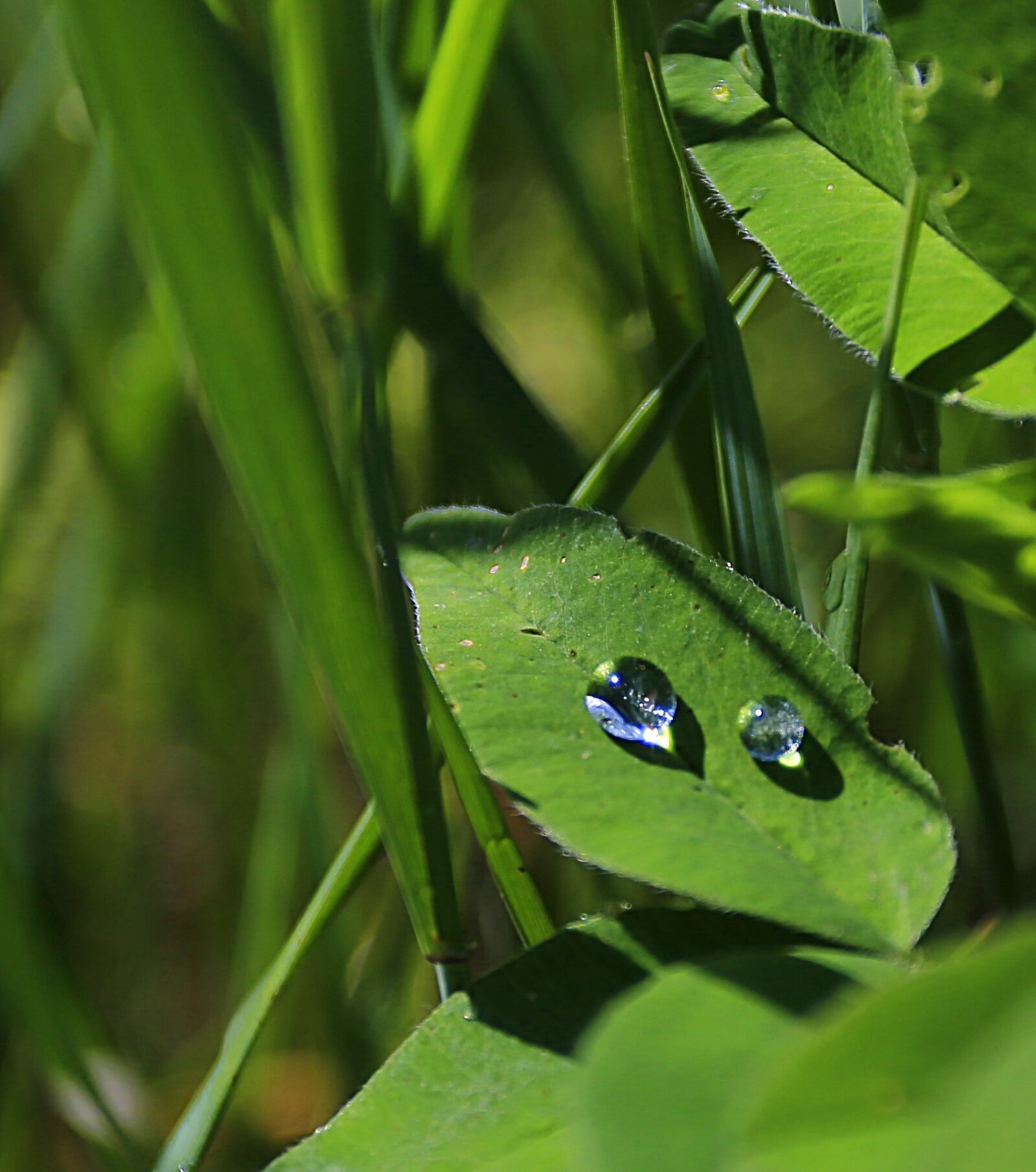 Canon EOS 6D + Canon EF 17-40mm F4L USM sample photo. Macro, green, closeup photography