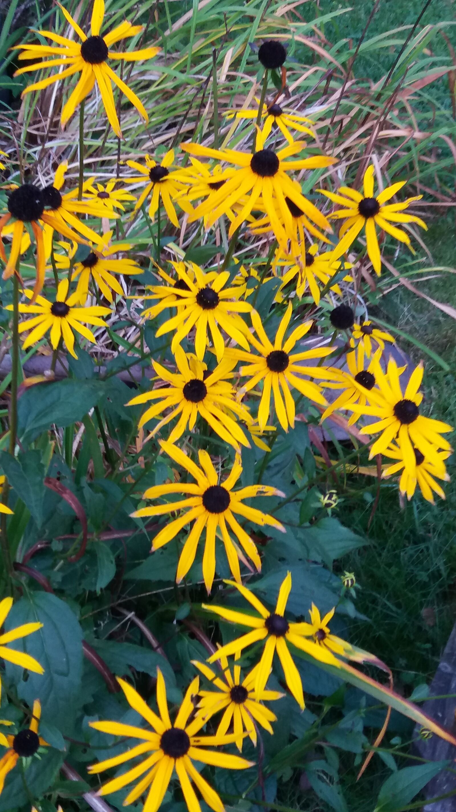 Samsung SM-J500FN sample photo. Autumn, coneflower, october photography