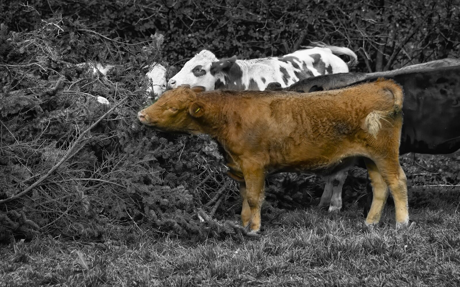 Sony E PZ 18-105mm F4 G OSS sample photo. Cows, field, grass photography