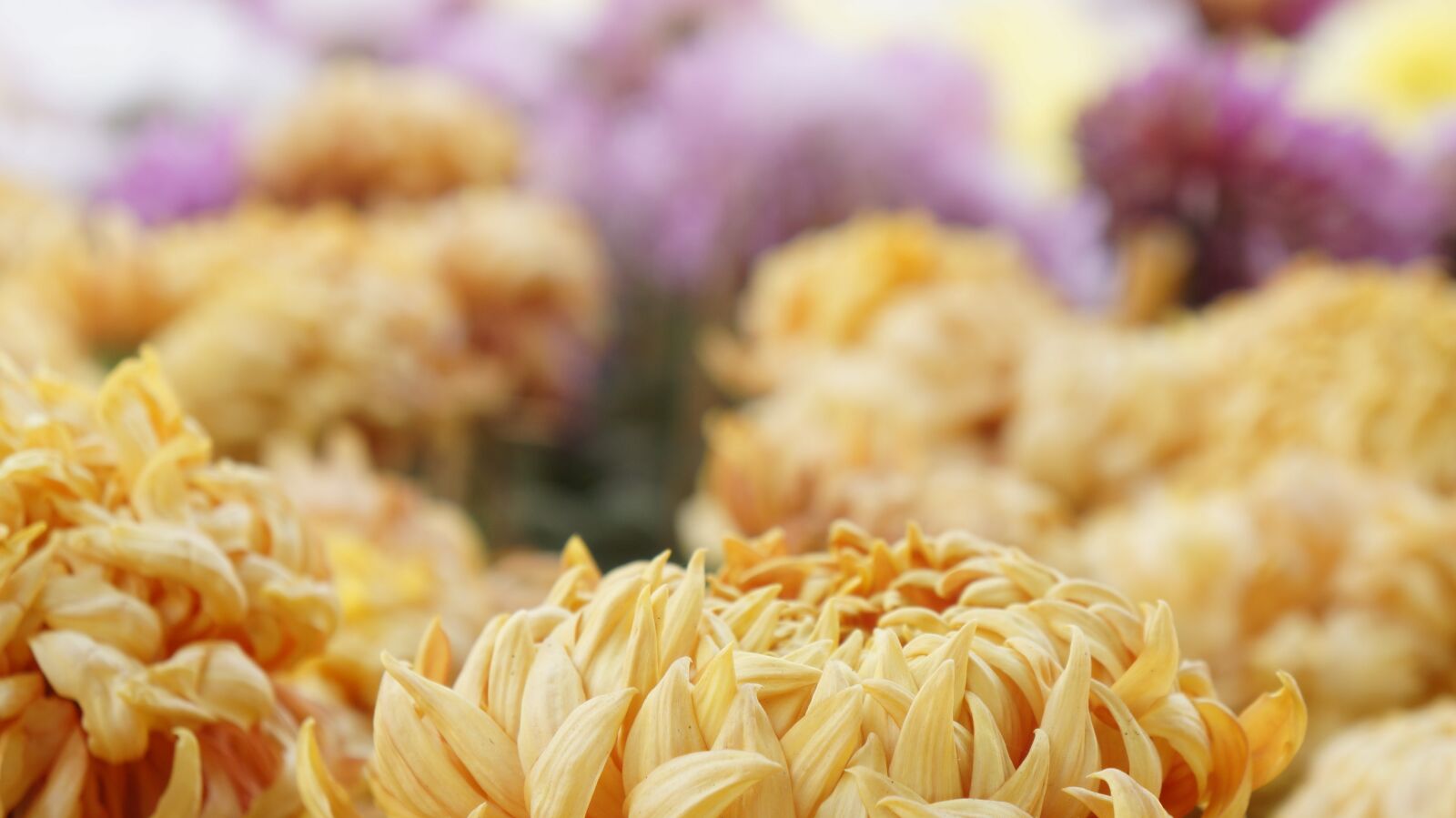 Sony Alpha a3000 + Sony E 18-55mm F3.5-5.6 OSS sample photo. Nature flowers, blurriness, spring photography