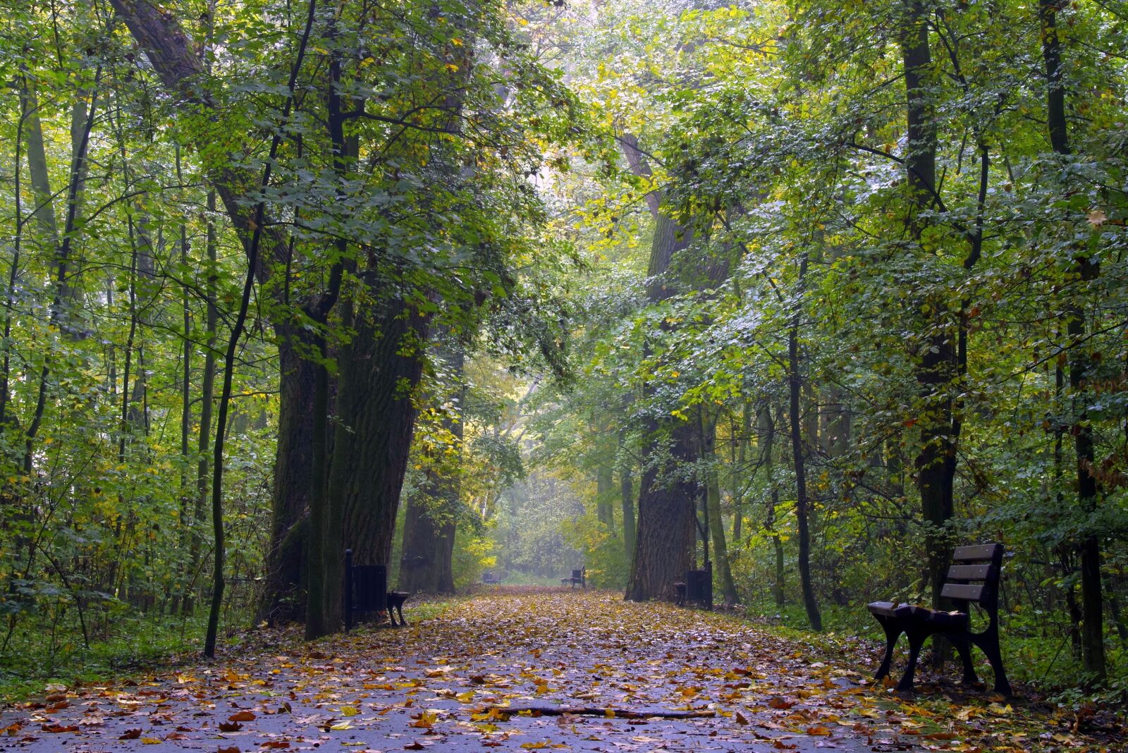 Pentax K-S2 sample photo. Autumn, colorful leaves, yellow photography