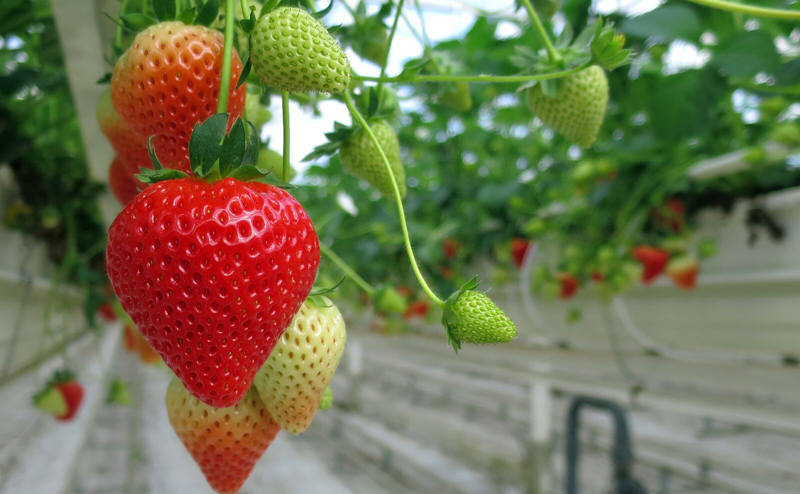 Canon PowerShot S120 sample photo. Strawberry, strawberries, fruit photography