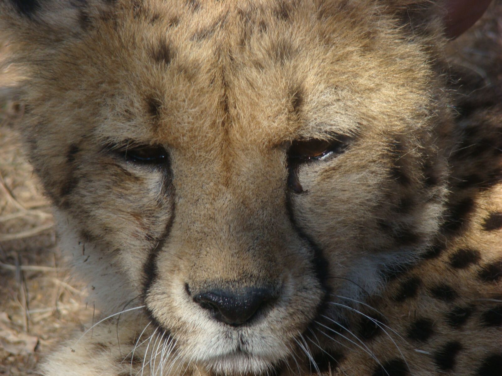 Sony DSC-H7 sample photo. Leopard, south africa, safari photography