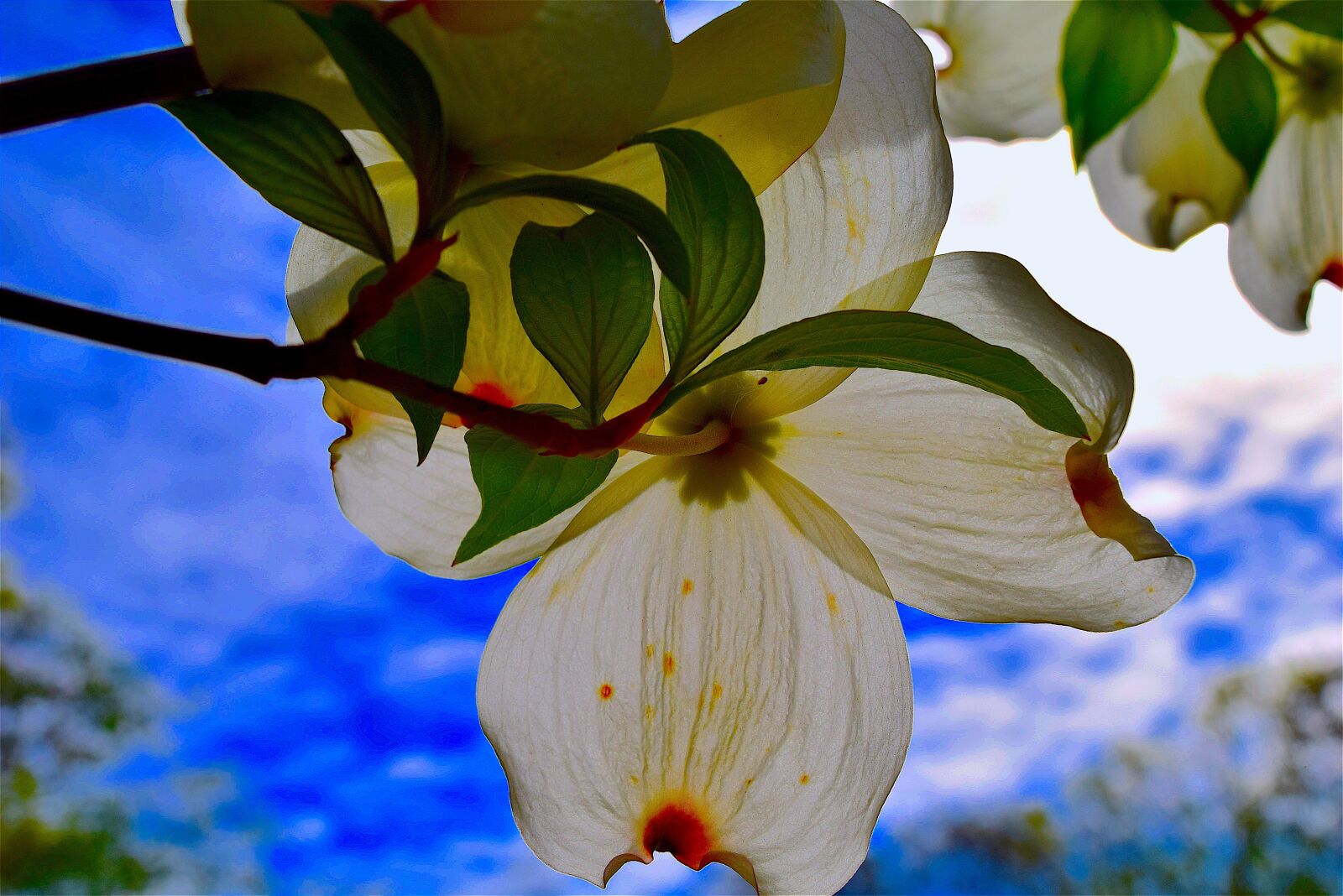 Nikon D3300 sample photo. Dogwood, flower, nature photography