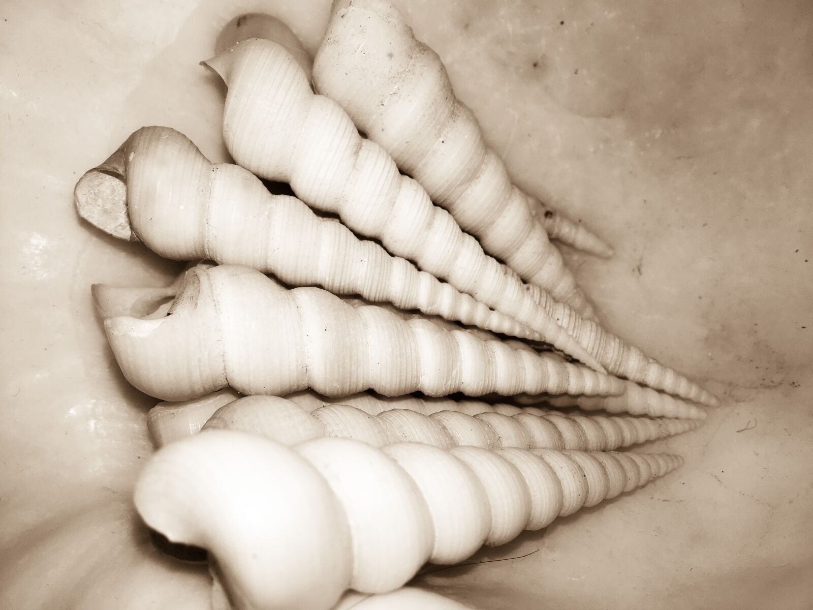 Apple iPhone 6s Plus sample photo. Nature, shells, spirals photography