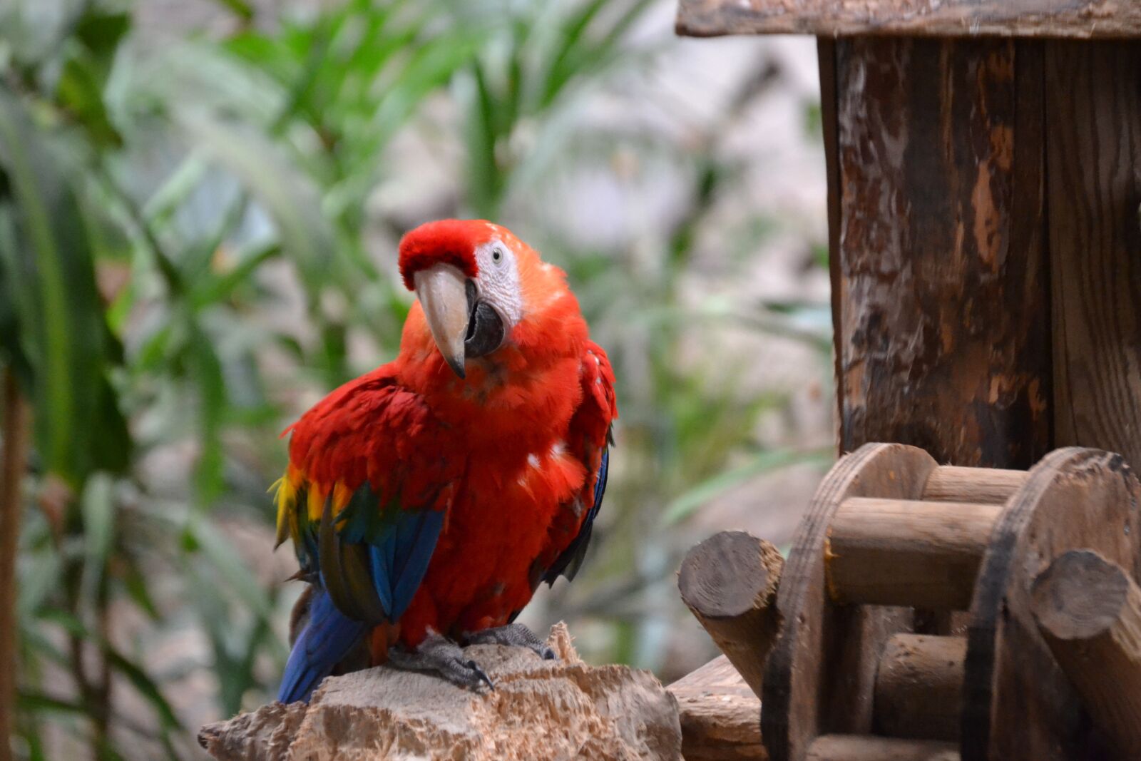 Nikon D3100 sample photo. Parrot, bird, animal photography